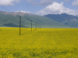 Mountains and Wire Cable Running Through Rapeseed Fields, Qinghai, China Photographie par David Evans