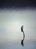 Little Pied Cormorant Reflected on a Vast Becalmed Harbour Lake, Australia Lámina fotográfica por Jason Edwards Little Pied Cormorant Reflected on a Vast Becalmed Harbour Lake, Australia Lámina fotográfica por Jason Edwards