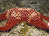 Red Patterned Sea Star, Asterodiscides Truncatus, on Reef Rock, Australia Photographic Print by Jason Edwards