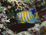 Regal Angelfish in Coral Reef, Pygoplites Diacanthus, Lau islands, Fiji Fotografie-Druck von James Forte