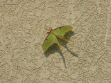 Luna Moth at Rest on a Rest-Stop Wall, Washington, D.C. Photographic Print by George Grall