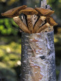 Mushroom Growing from a Birch Tree, Alaska Photographic Print by Rich Reid