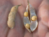 Man Holds Soybean Seeds in his Hands Photographic Print by Joel Sartore
