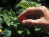 Picking Edible Red Salmonberries Photographic Print by Rich Reid