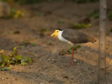 Masked Lapwing at the Sedgwick County Zoo Photographie par Joel Sartore