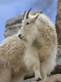 Mountain Goat at the Cheyenne Mountain Zoo, Colorado Photographic Print by Joel Sartore