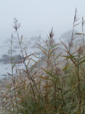 Looking Through Sea Grass to a Rocky Beach in the Fog, Block Island, Rhode Island Photographie par Todd Gipstein