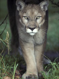 Mesmerising Glare of a Stalking Puma Hunting Prey, Australia Photographic Print by Jason Edwards