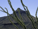 Ocotilla Branches Covered in Green Leaves in Front of a Butte Photographic Print by Dawn Kish