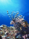 Lion Fish, Scorpionfish in Blue Water over Reef, Pterois Volitans, Solomon Islands Photographie par James Forte