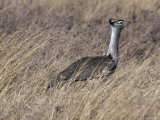 Kori Bustard Wades Through the Tall, Dry Grassland Savannah, Serengetti, Tanzania Photographie par Jason Edwards