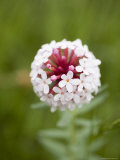 Pink and White Flower against Backfround of Green Foliage, Qinghai, China Photographie par David Evans