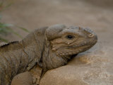 Rhinoceros Iguana at the Sedgwick County Zoo Photographic Print by Joel Sartore