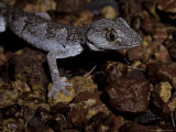 Nocturnal Northern Spiny Tailed Gecko Moving over Gibber Rocks, Australia Photographic Print by Jason Edwards