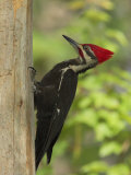 Pileatd Woodpecker Scales a Pine Tree Trunk Photographic Print by George Grall
