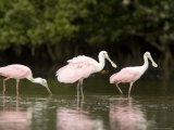 Roseate Spoonbills Feed on a Mangrove Island, Tampa Bay, Florida Photographic Print by Tim Laman