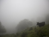 Lone Cow Stands on Cloud Covered Andean Mountain in Merida, Venezuela Photographie par David Evans
