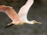 Roseate Spoonbill in Flight, Tampa Bay, Florida Photographic Print by Tim Laman