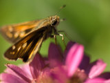 Moth Feeds on a Zinnia Flower, Elkhorn, Nebraska Photographic Print by Joel Sartore