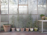 Potted Plants Outside a Flower Nursery, Parma, Italy Photographic Print by Gina Martin