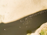 Pod of Hippos, Part of the 10,000 Hippos Along the Luangwa River, Zambia Photographic Print by Michael Fay