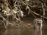 Racoon Walks into Creek for a Drink of Water Photographic Print by Kate Thompson