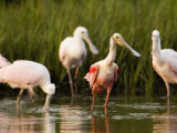 Roseate Spoonbills Forage Along the Edges of a Mangrove Island, Tampa Bay, Florida Photographic Print by Tim Laman