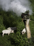 Pigs Graze near a Spiritual Offering, Qinghai, China Photographic Print by David Evans