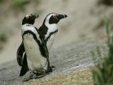 Pair of Jackass Penguins Photographie par Kenneth Garrett