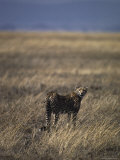 Lone Cheetah Surveys the Vast Grasslands of the Serengetti for Prey, Tanzania Lámina fotográfica por Jason Edwards