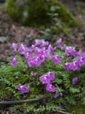 Purple Flowers, Mossy Rocks on Forest Floor, Qilian Mountains, China Photographie par David Evans