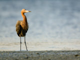 Reddish Egret Standing on the Shore, Tampa Bay, Florida Photographic Print by Tim Laman