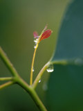 Rain Drops on New Leaf Shoots of a Mountain Swamp Gum Tree, Yellingbo Nature Reserve, Australia Photographie par Jason Edwards