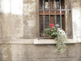 Potted Plants Outside Window Sill, Italy Photographic Print by Gina Martin