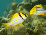 Porkfish in Adult and Juvenile Coloration, Belize Photographie par Tim Laman