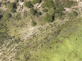 Large Herd of Cattle Traverse This Well Worn Land on the Niger River, Mali Stampa fotografica di Michael Fay Large Herd of Cattle Traverse This Well Worn Land on the Niger River, Mali Stampa fotografica di Michael Fay