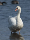 Mute Swan Photographic Print by George Grall