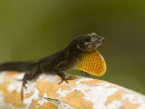 Male Brown Anole Displaying on a Mangrove Root, Belize Photographic Print by Tim Laman