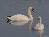 Pair of Mute Swan Photographic Print by George Grall