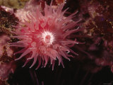 Proliferating Sea Anemone, Epiactis Prolifera, California Fotografie-Druck von James Forte