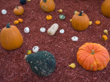 Pumpkin and Squash Display at Husker Harvest Days Photographic Print by Joel Sartore