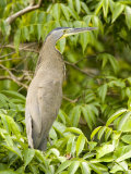 Male Bare-Throated Tiger Heron, Belize Photographic Print by Tim Laman