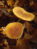 Patterned Orange Brown Fungi Growing in Sunlight in Fall Leaf Litter, Jamieson, Australia Photographic Print by Jason Edwards