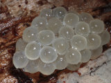 Mass of Slug Eggs under a Log Photographic Print by George Grall