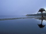 Palm Tree Reflection in an Estuary on a Foggy Morning, California Photographic Print by Rich Reid