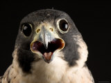 Portrait of a Peregrine Falcon, Lincoln, Nebraska Lámina fotográfica por Joel Sartore Portrait of a Peregrine Falcon, Lincoln, Nebraska Lámina fotográfica por Joel Sartore