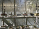 Potted Bonsai Plants Outside a Flower Nursery, Parma, Italy Photographic Print by Gina Martin