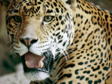Portrait of a Captive Jaguar, Massachusetts Photographie par Tim Laman