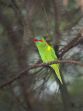Musk Lorikeet, Glossopsitta Concinna, Australia Photographic Print