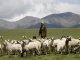 Nomadic Goat Herder Wearing a Green Scarf Tends to Her Flock, Qinghai, China Photographie par David Evans